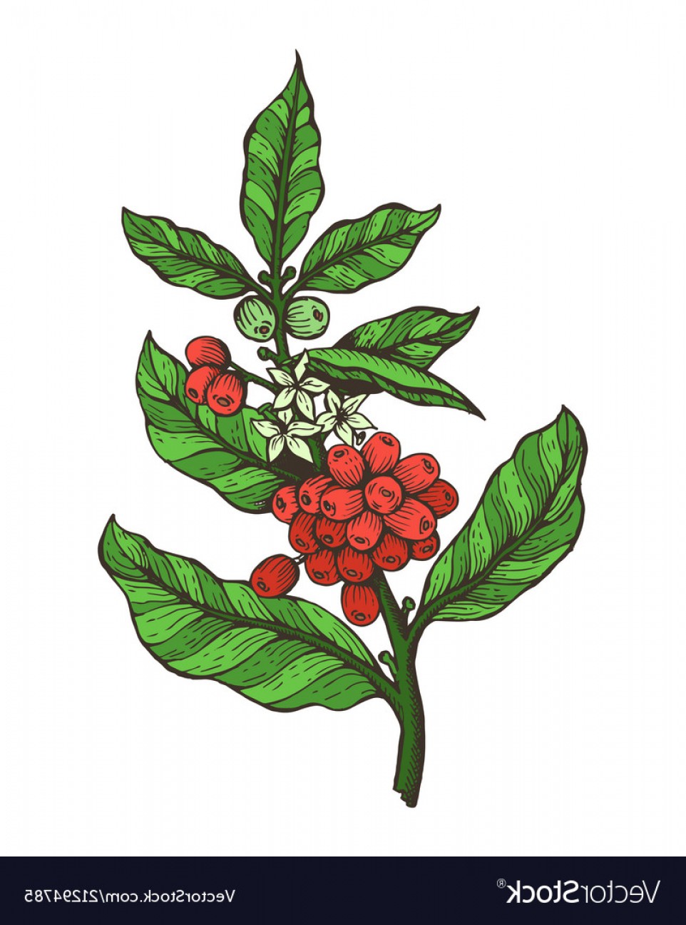 Ветка кофейного дерева с ягодами