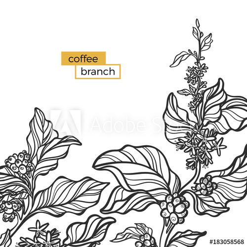 Coffee Plant Vector at Vectorified.com | Collection of Coffee Plant