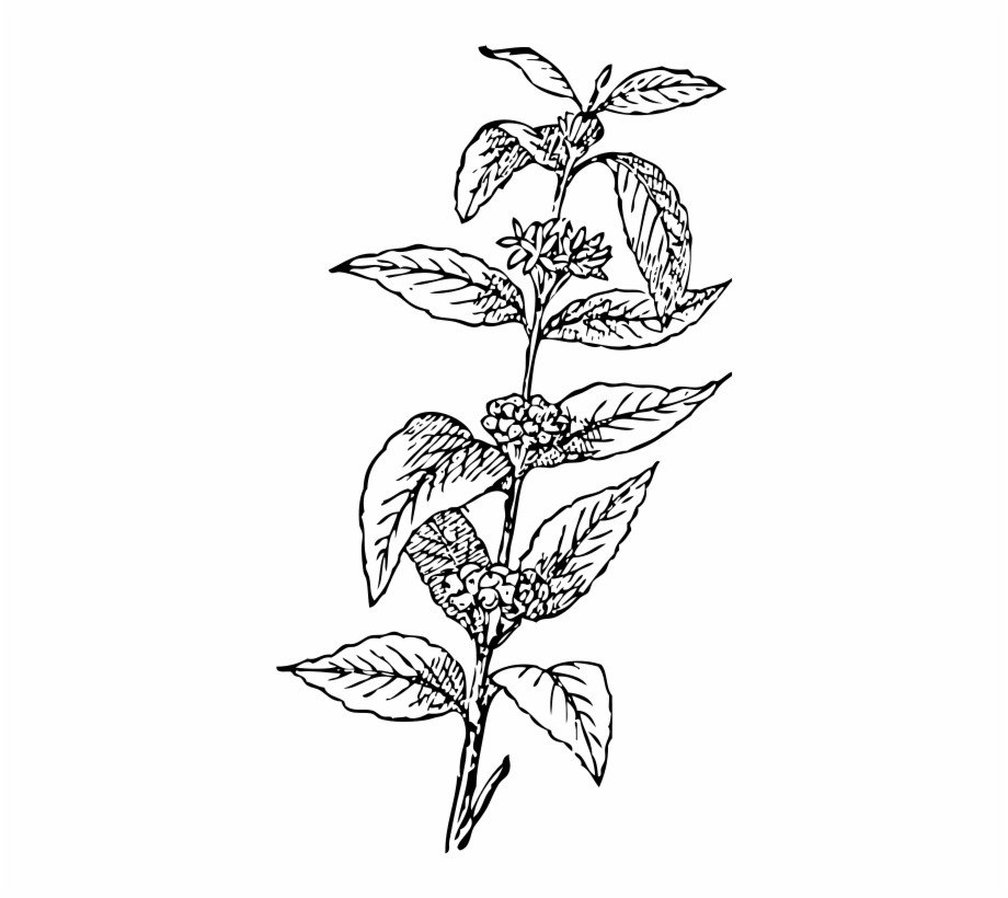 Coffee Plant Clipart Botanical 920x820 Coffee Plant Clipart Botanical