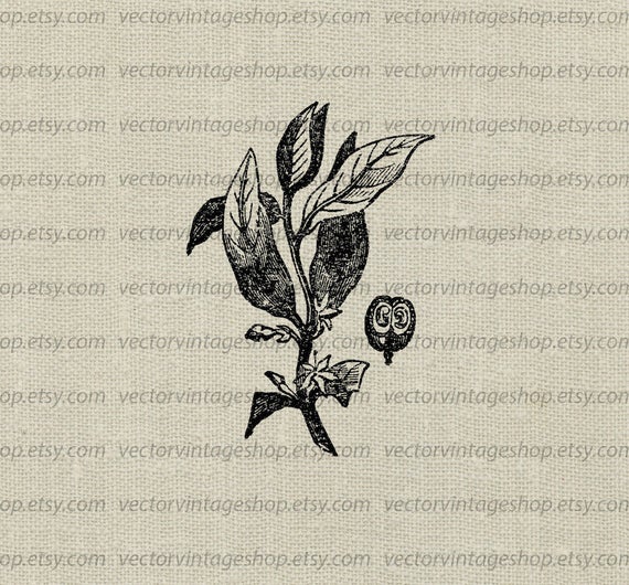 Coffee Plant Clipart Botanical Art Illustration Vector Etsy 570x530 Coffee Plant Clipart Botanical Art Illustration Vector Etsy