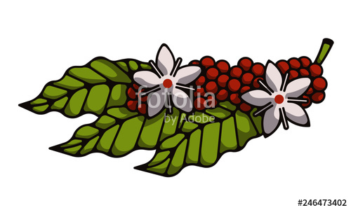 Coffee Plant Vector Stock Image And Royalty Free Vector 500x300 Coffee Plant Vector Stock Image And Royalty Free Vector