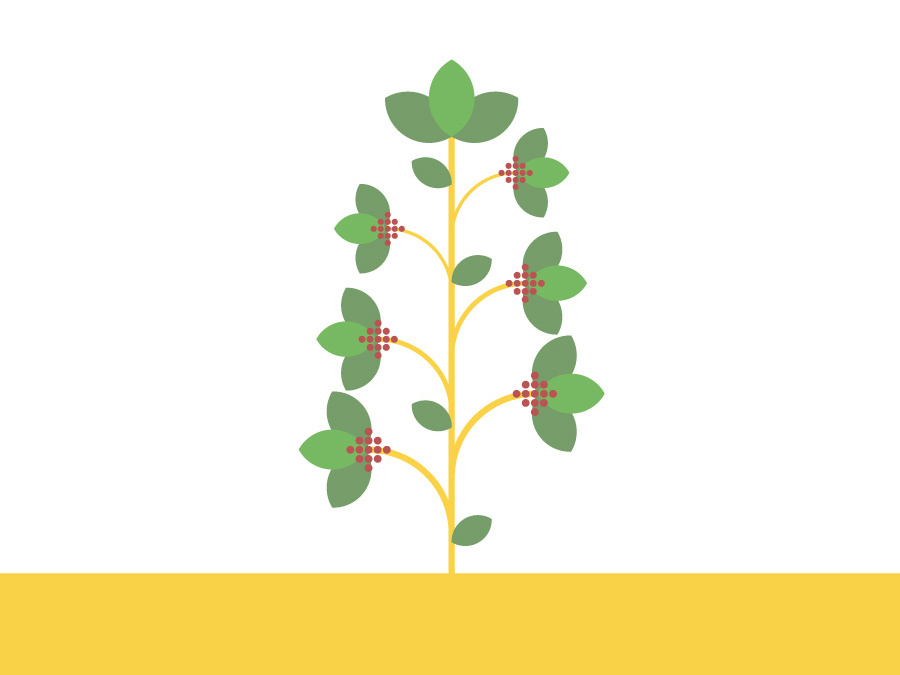 Coffee Plant 900x675 Coffee Plant