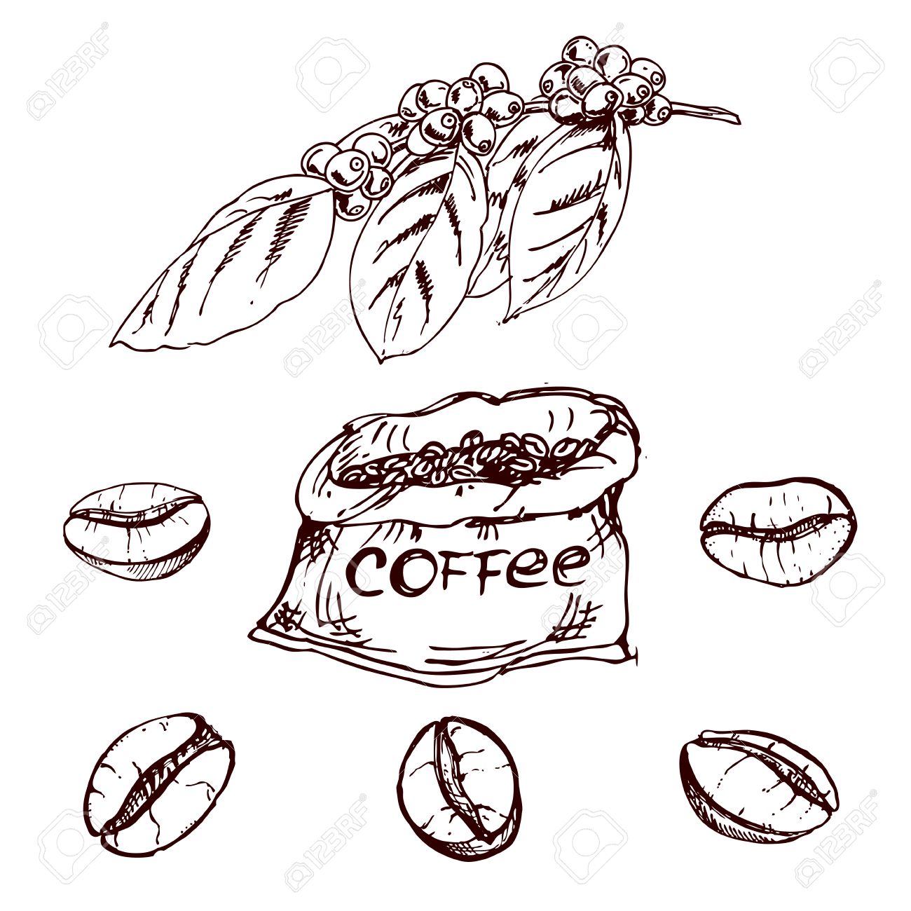 1300x1300 Collection Of 'coffee Bean Drawing' Download More Than Images