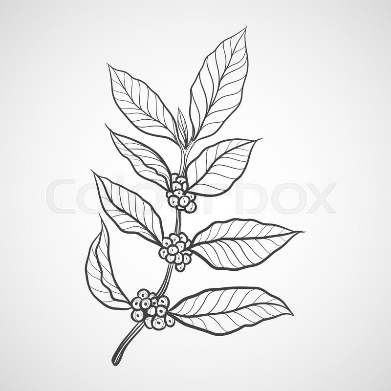 800x800 Coffee Plant With Coffee Leaf Stock Vector Colourbox