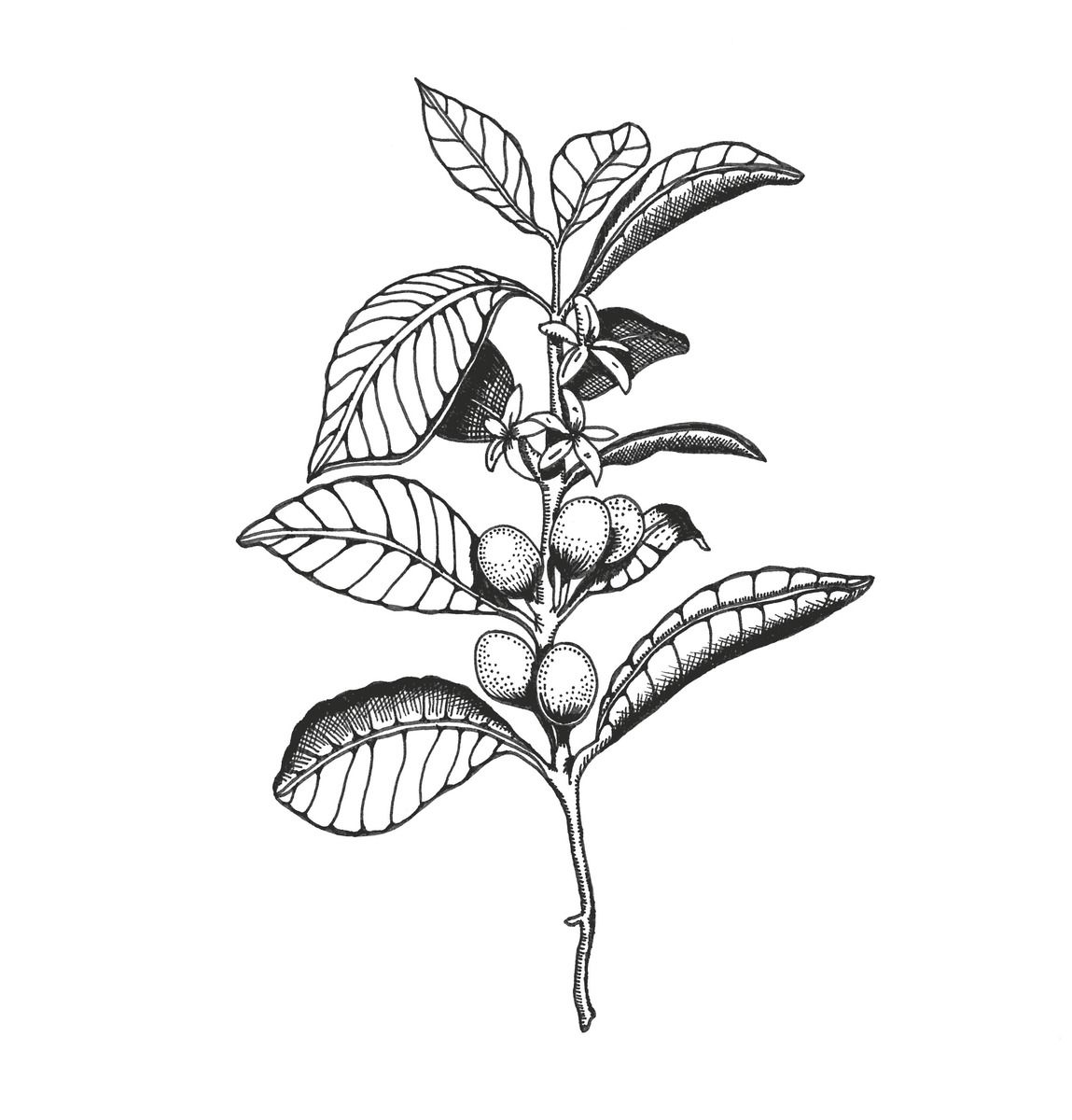 1149x1200 Collection Of 'coffee Plant Drawing' Download More Than Images