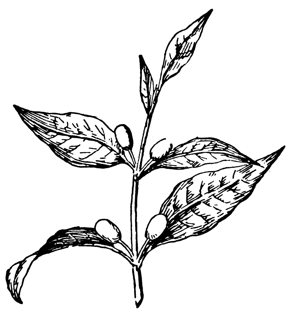 951x1024 Collection Of 'coffee Tree Drawing' Download More Than Images