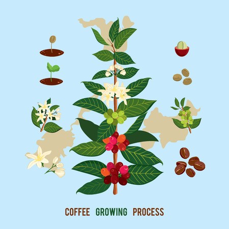 450x450 Beautiful And Colorful Botanical Illustration Of A Coffee Plant