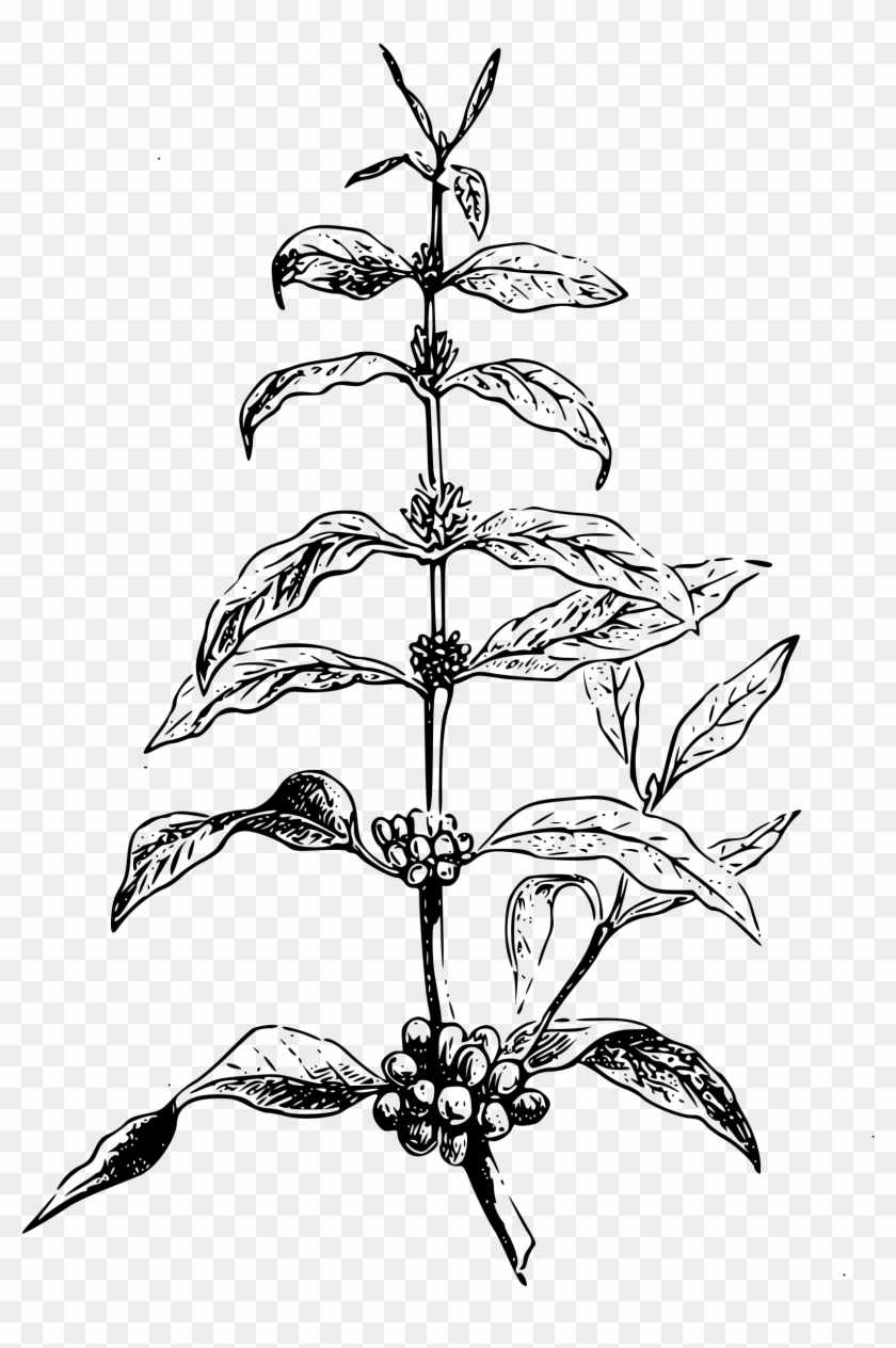 840x1264 Free Clipart Coffea Plant Big Image Png