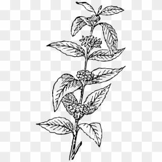 320x320 Free Coffee Png Images Coffee Transparent Background Download