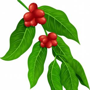 300x300 Photohand Drawn Coffee Tree Branch Createmepink