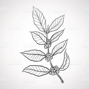 300x300 Set Of Branch Of Coffee Tree Vector Illustration Gm Createmepink