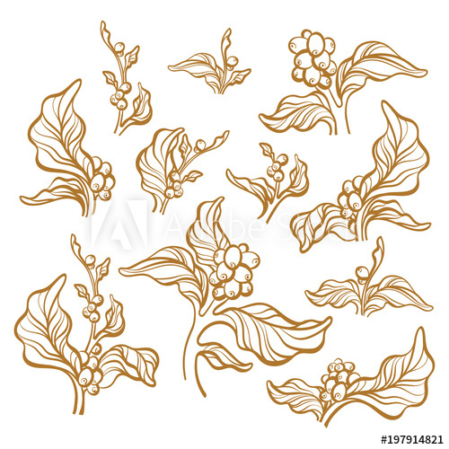 500x500 Set Of Branch Of Coffee Tree Vector Illustration