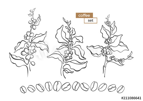 500x354 Set Of Coffee Tree Vector Art Line Illustration