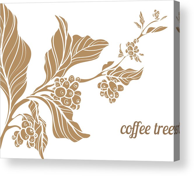 665x603 Branch Of Coffee Tree Vector Illustration Acrylic Print