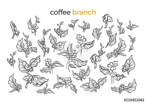 500x354 Set Of Coffee Tree Vector Art Line Illustration Stock Image