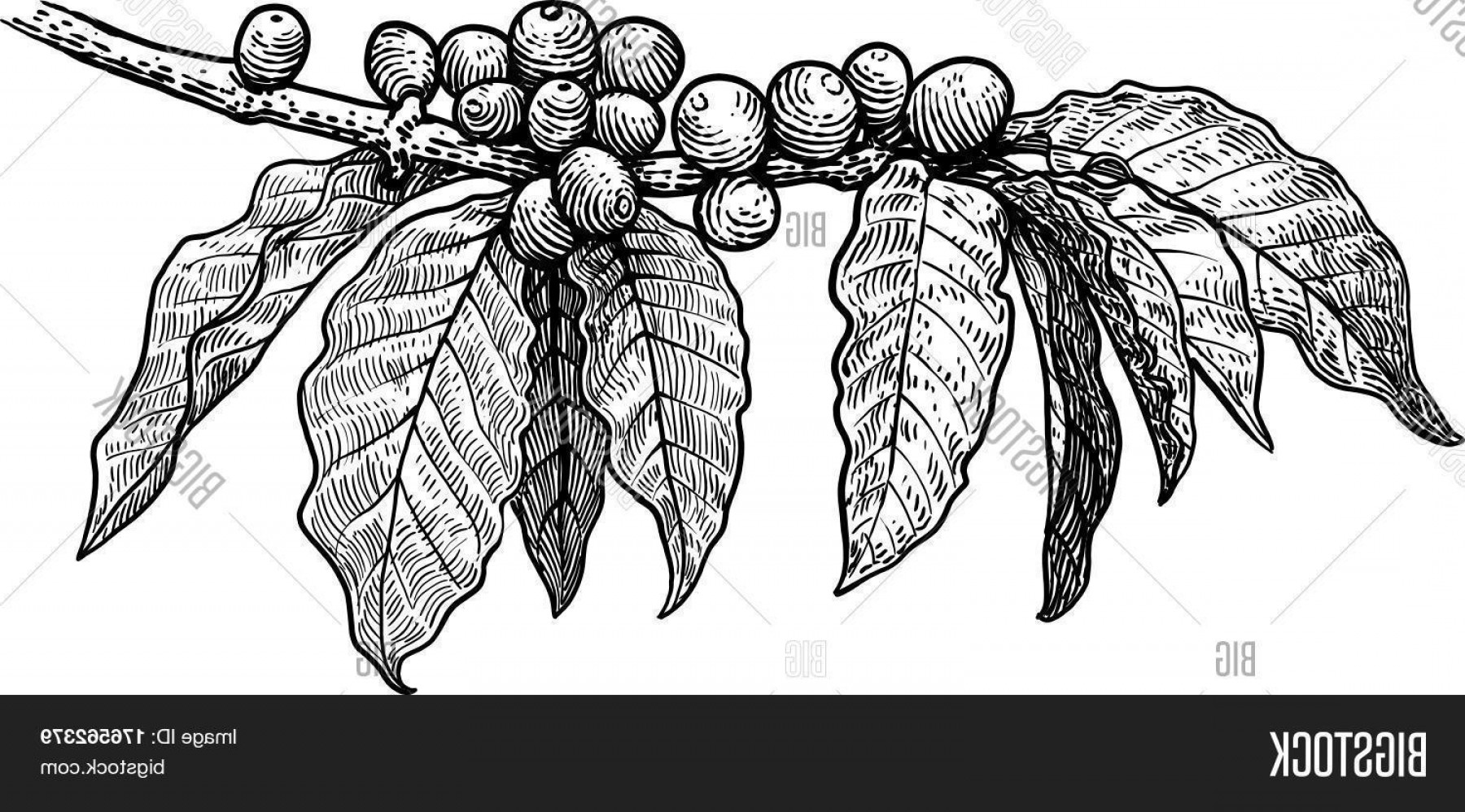 1800x998 Stock Vector Coffee Plant Illustrationc Drawingc Engravingc Inkc