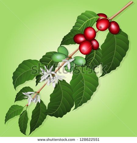 450x470 Coffee Plant Vector