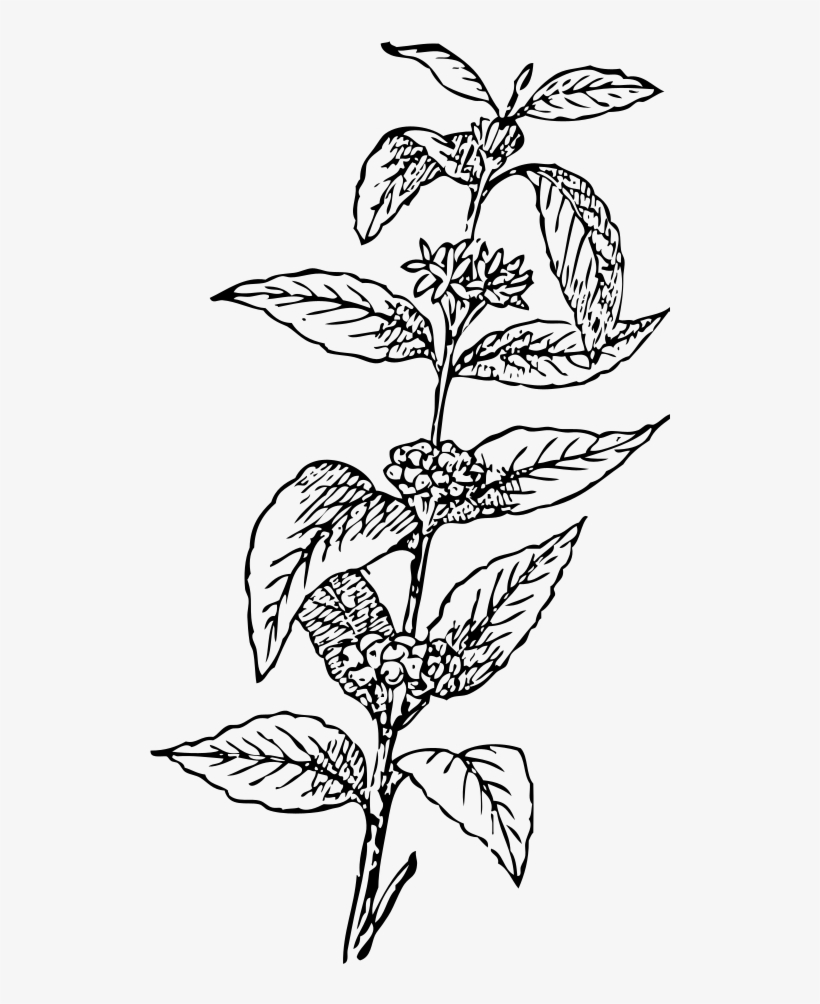 820x1004 Coffee Tree Drawing At Getdrawings