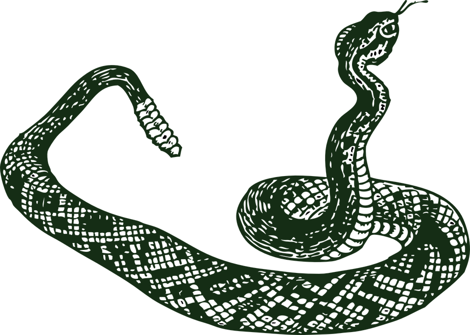 960x685 Coiled Snake Png Hd Transparent Coiled Snake Hd Images