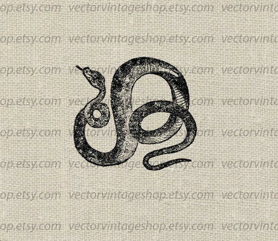 570x495 Coiled Snake Vector Clipart Instant Download Digital Reptile Etsy