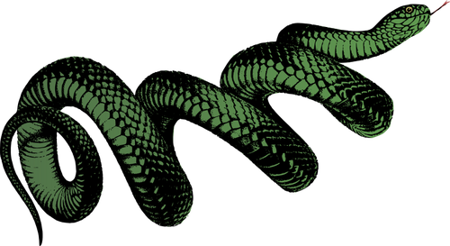500x273 Coiled Green Snake