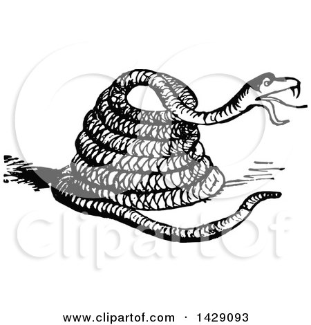 450x470 Clipart Of A Vintage Black And White Coiled Snake