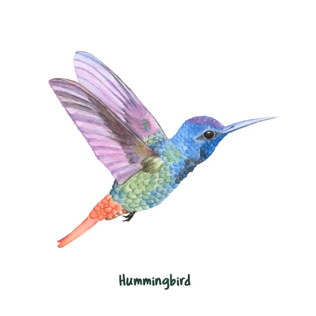 626x626 Colibri Vectors, Photos And Free Download