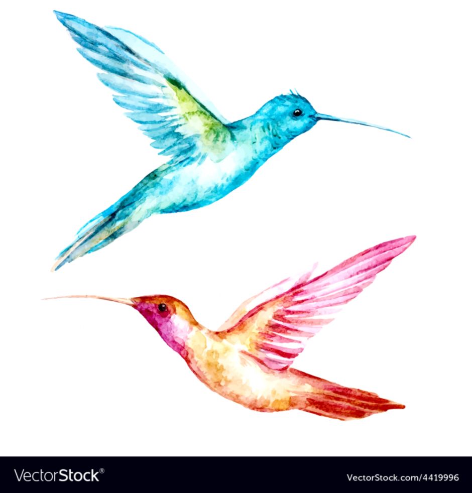 940x982 Watercolor Colibri Bird Royalty Free Vector Image