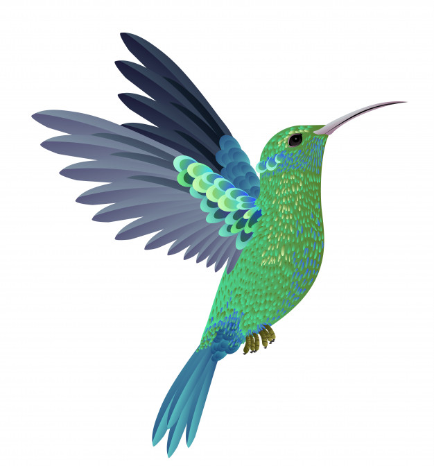 626x672 Colibri Vectors, Photos And Free Download