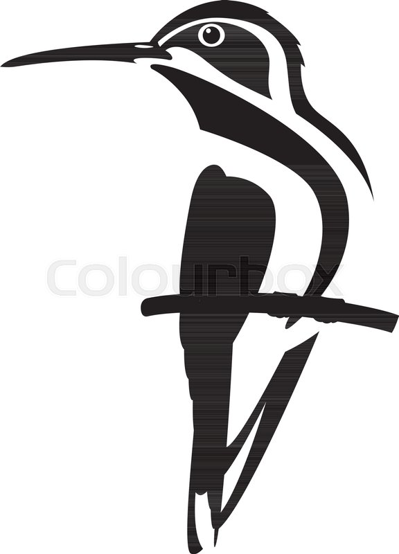 576x800 Colibri Bird Vector Illustration Flat Stock Vector Colourbox