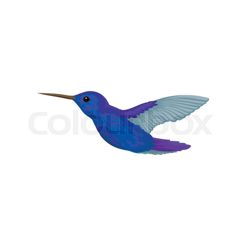 800x800 Hummingbird, Tiny Colibri With Bright Stock Vector Colourbox