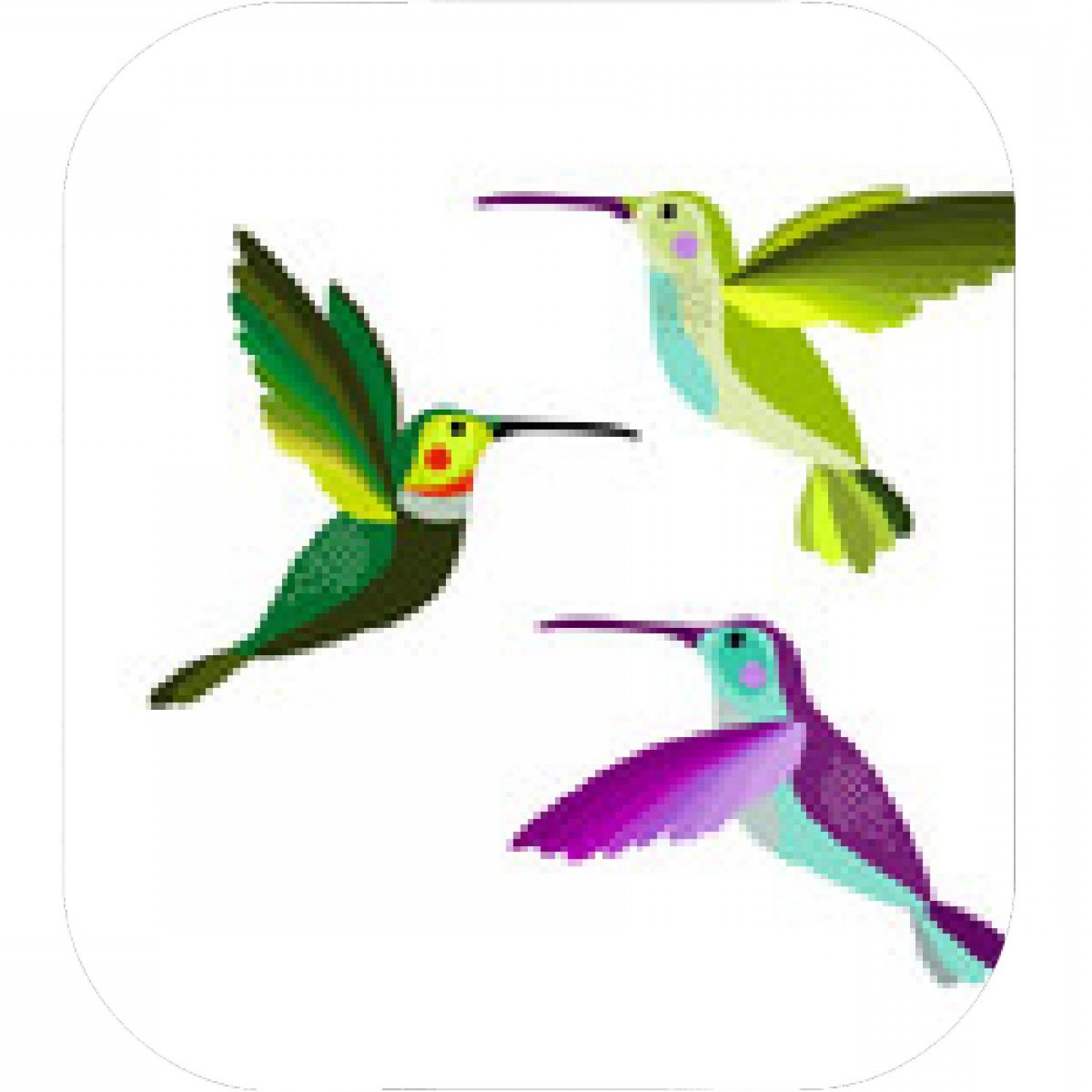 1440x1440 Hummingbird Vector Illustration Bird Colibri Birds Set Handandbeak