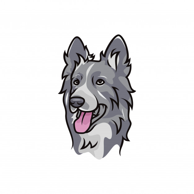 Border Collie Dog 626x626 Border Collie Dog