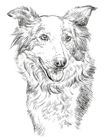 Border Collie Vector Isolated Hand Drawing Illustration In Black 346x450 Border Collie Vector Isolated Hand Drawing Illustration In Black