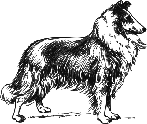 Collie Vector Image 500x423 Collie Vector Image
