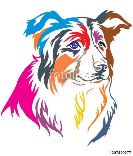 Colorful Decorative Portrait Of Border Collie Vector Illustration 429x500 Colorful Decorative Portrait Of Border Collie Vector Illustration
