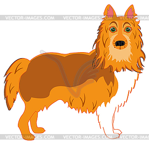 Dog Of Sort Collie 300x300 Dog Of Sort Collie