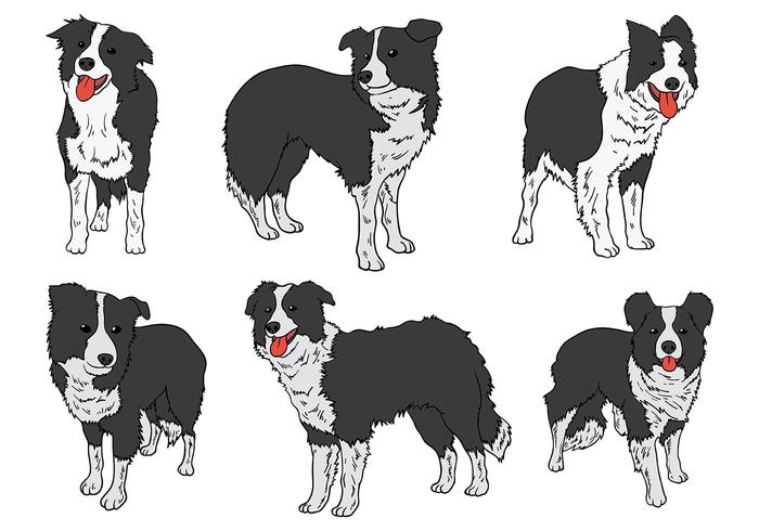 Free Border Collie Icons Vector 700x490 Free Border Collie Icons Vector