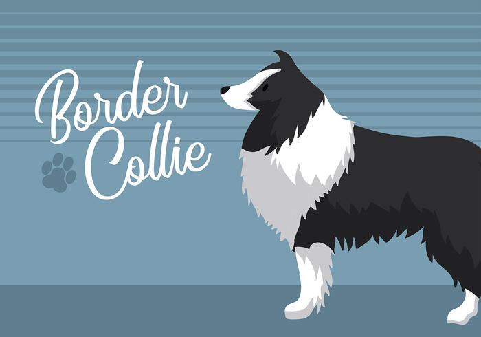 Border Collie Free Vector 700x490 Border Collie Free Vector