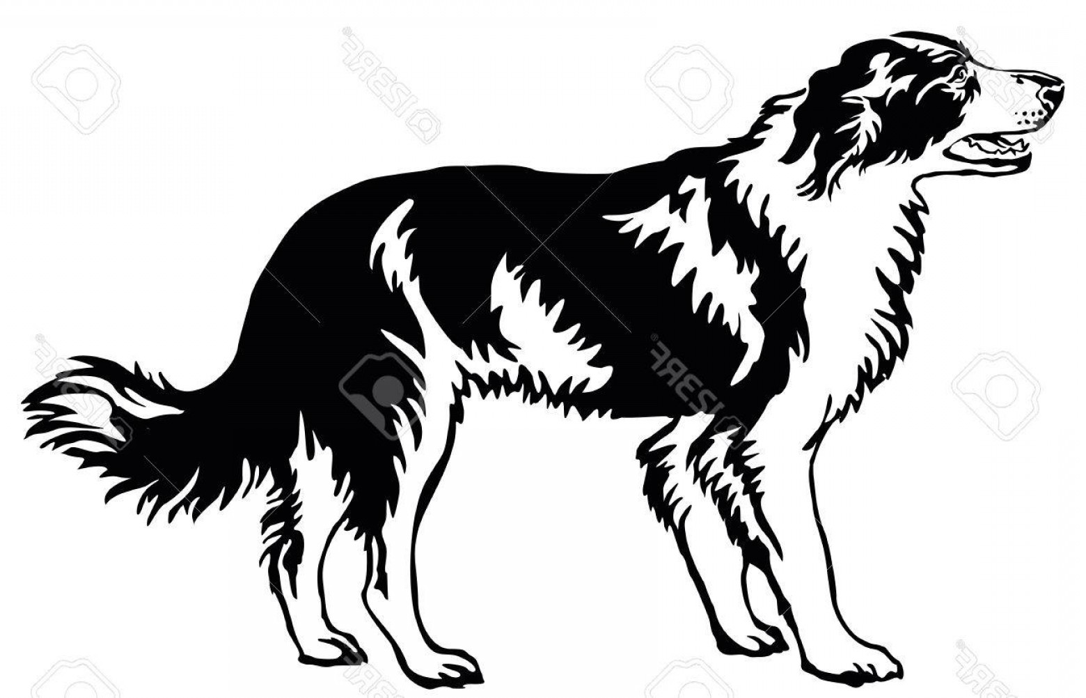 Photostock Vector Decorative Portrait Of Standing In Profile Dog 1560x1002 Photostock Vector Decorative Portrait Of Standing In Profile Dog