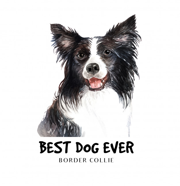 Portrait Border Collie For Printing Vector Premium Download 626x649 Portrait Border Collie For Printing Vector Premium Download