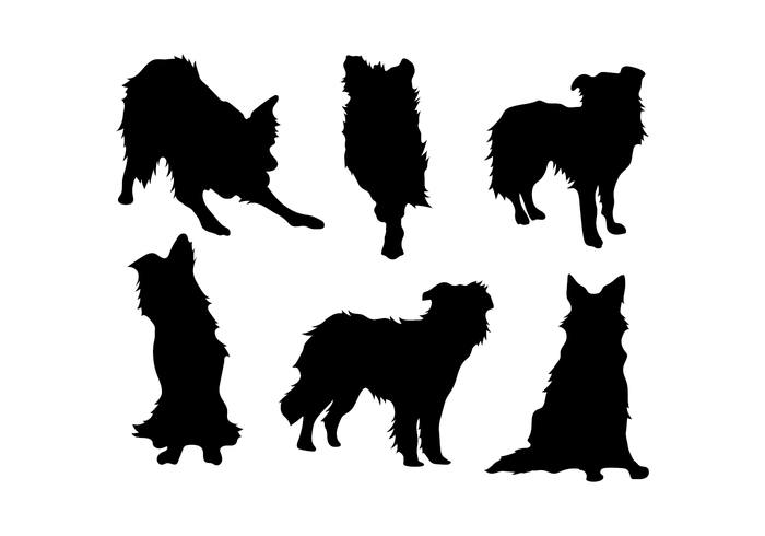 Border Collie Vector 700x490 Border Collie Vector