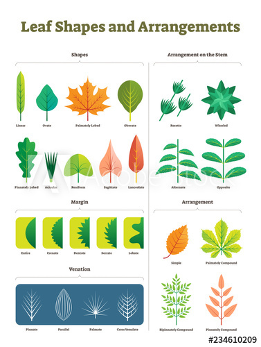 377x500 Leaf Shapes Complex Vector Illustration Biological Characteristic