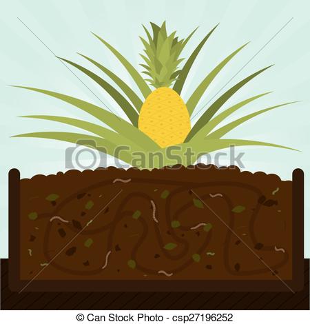 450x470 Pineapple Tree And Compost Pineapple Tree Composting Process