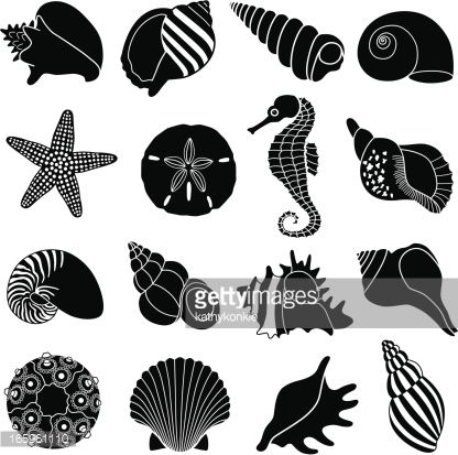 416x413 Conch Shell Vector Art And Graphics Getty Images Silhouette