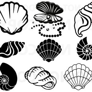 Conch Shell Vector at Vectorified.com | Collection of Conch Shell ...