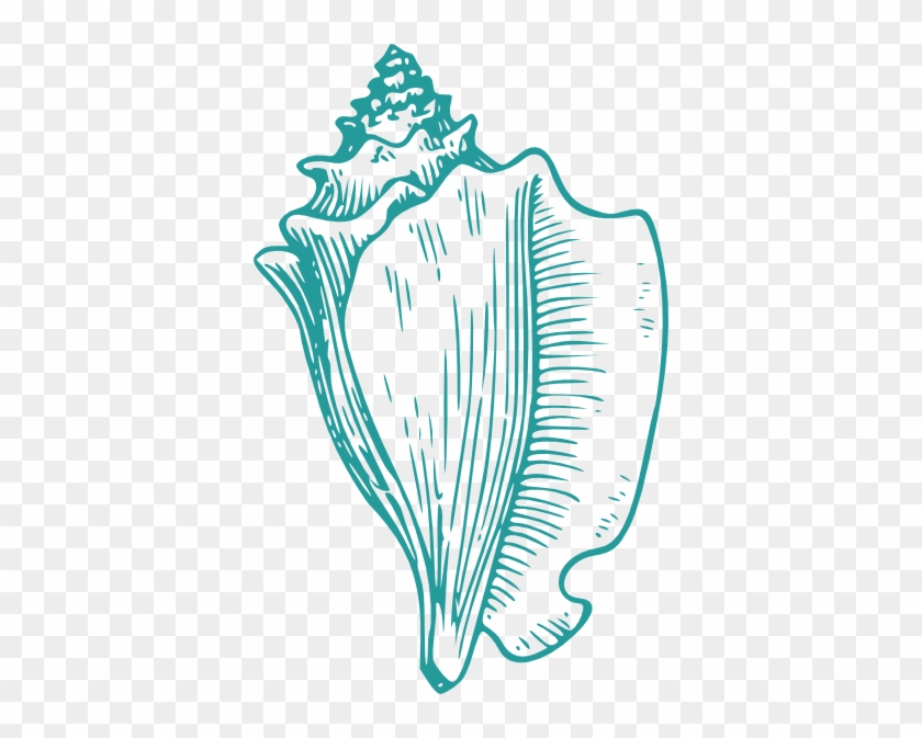 Conch Shell Vector at Vectorified.com | Collection of Conch Shell ...