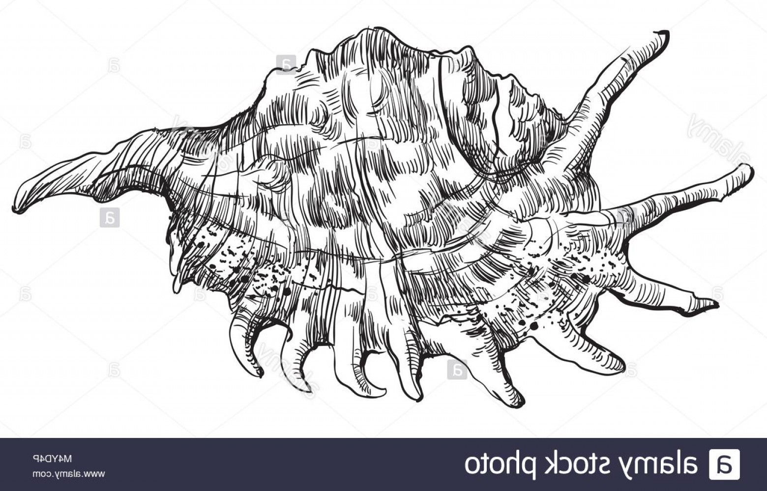 Conch Shell Vector at Vectorified.com | Collection of Conch Shell ...