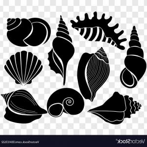 Conch Shell Vector at Vectorified.com | Collection of Conch Shell ...