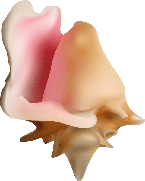 481x600 Conch Shell Emoji